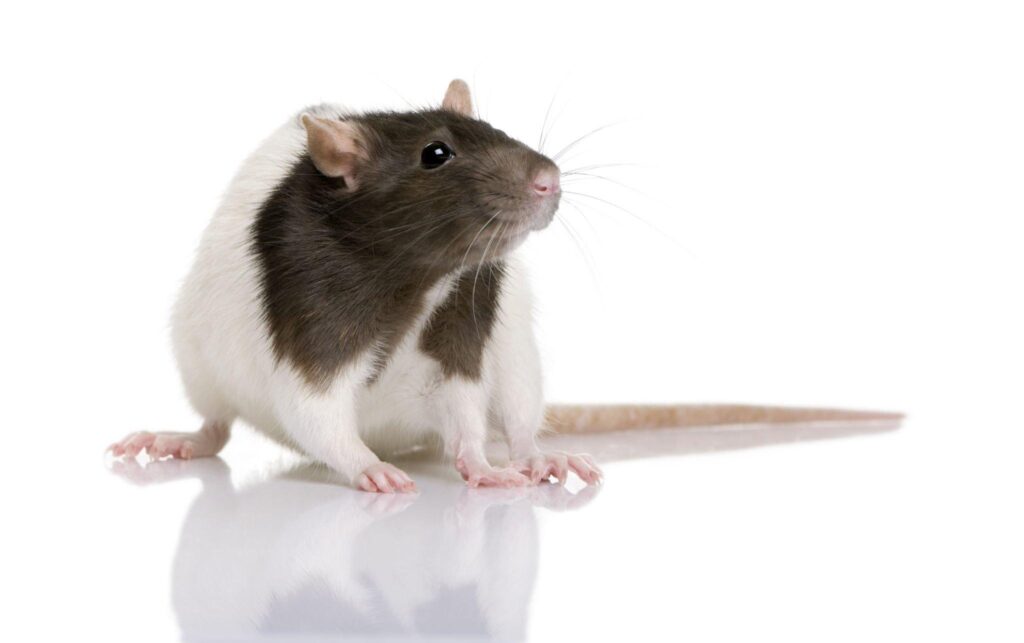 Mice Pest Control Solutions