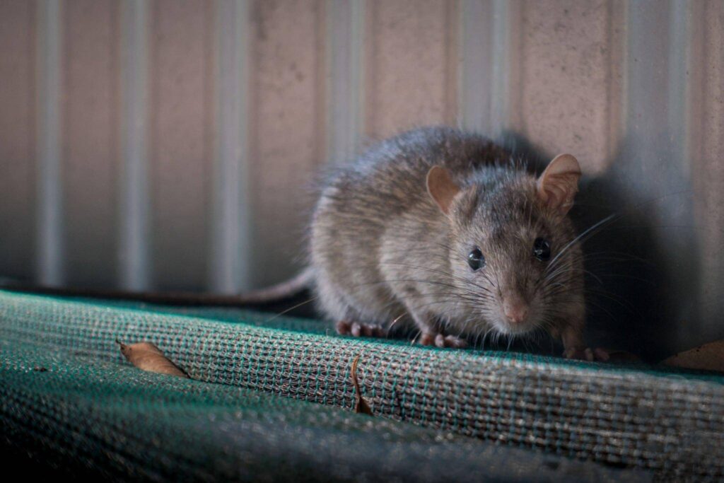 Mice Pest Control Solutions