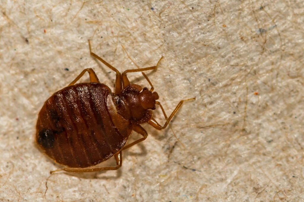 Mandurah Pest Control services Bed Bug Treatment