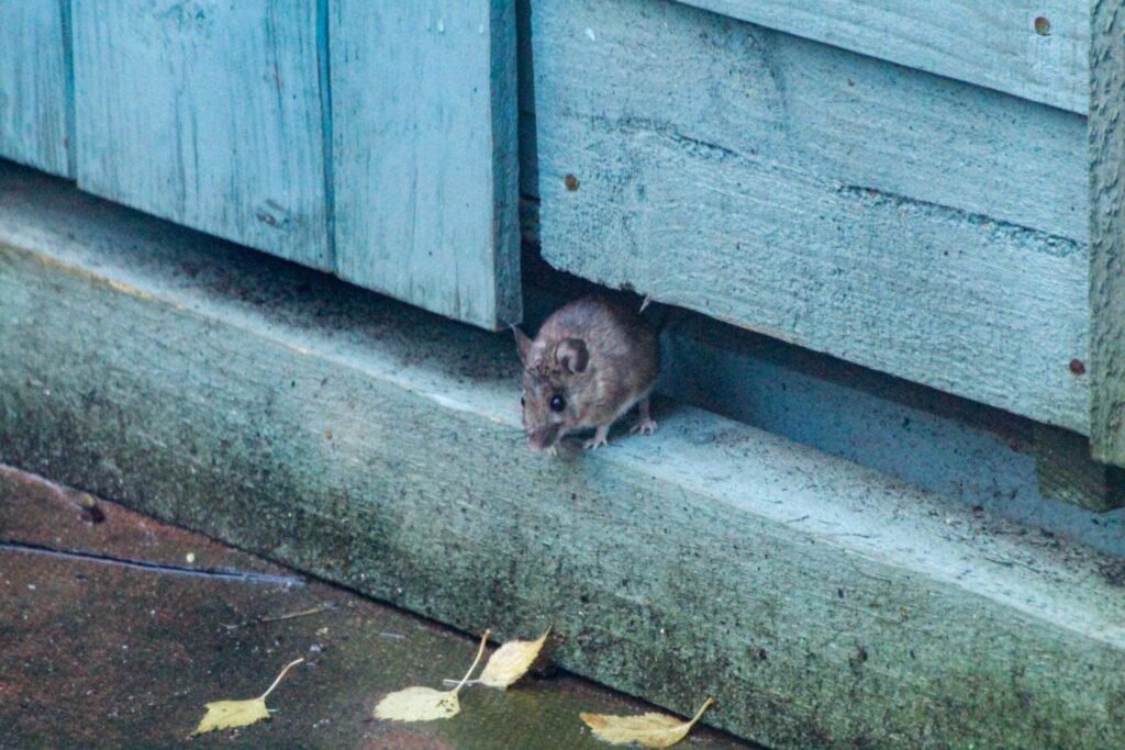 Mice Pest Control Solutions in Mandurah