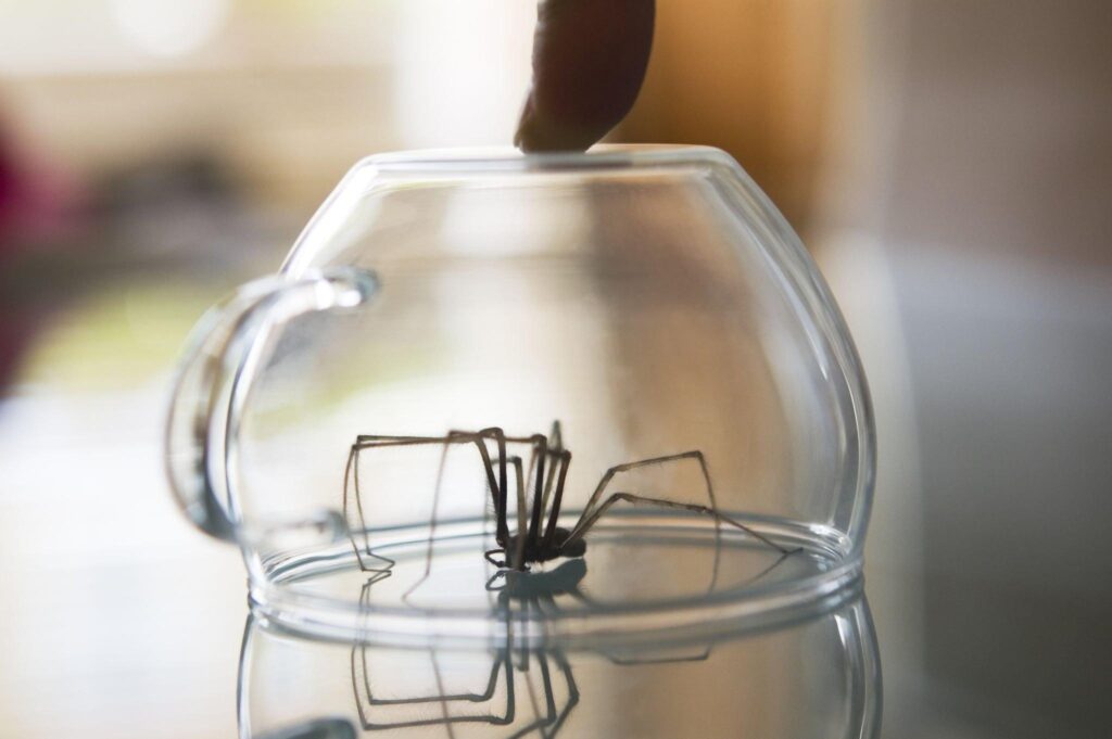 Spider Pest Control Solutions in Mandurah