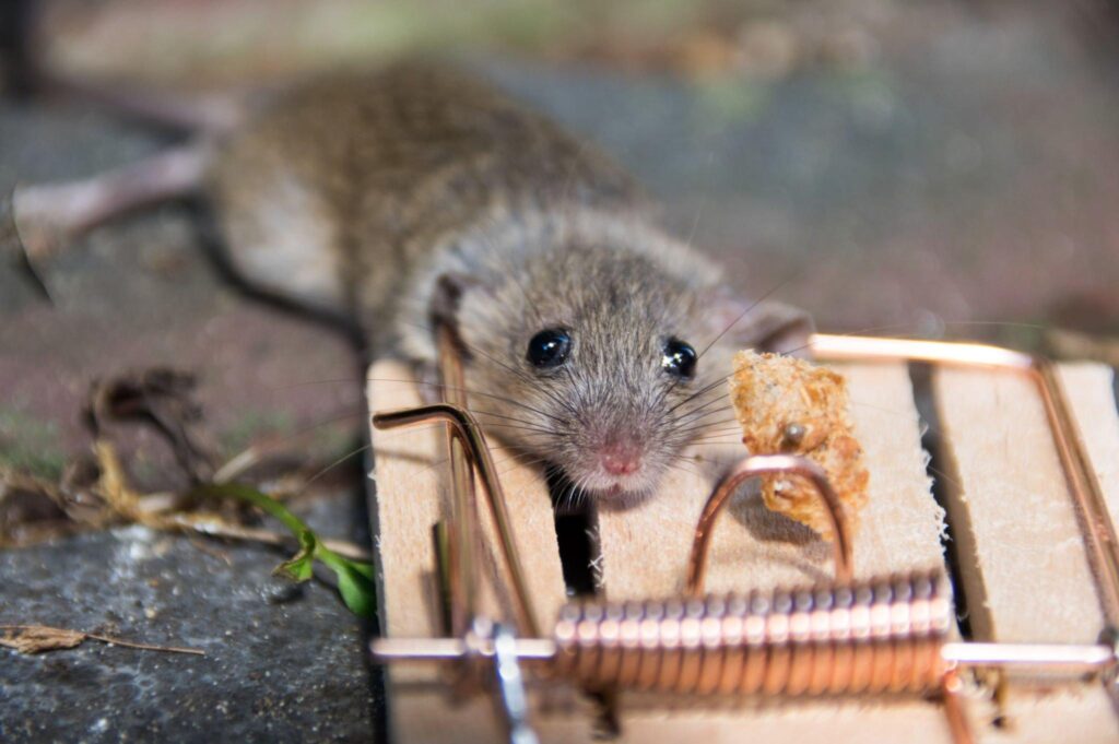 Mice Pest Control Solutions in Mandurah